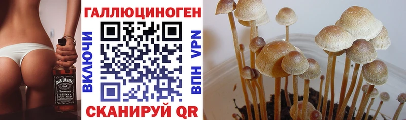 Купить закладки  Калтан  Псилоцибиновые грибы Cubensis 
